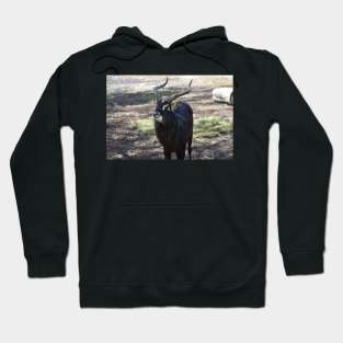 Nile Lechwe Hoodie